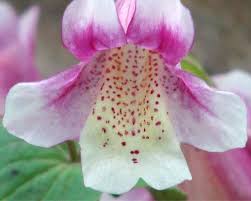 Image result for Mimulus x hybrida