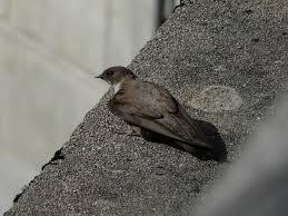 Image result for Ptyonoprogne rupestris