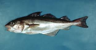 Image result for Melanogrammus aeglefinus