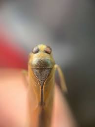 Attēlu rezultāti vaicājumam “Notonecta glauca”