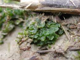 Attēlu rezultāti vaicājumam “Phaeoceros laevis subsp. carolinianus”