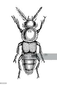Attēlu rezultāti vaicājumam “Quedius dilatatus”