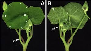 Attēlu rezultāti vaicājumam “Tropaeolum majus leaf”