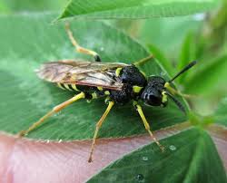 Attēlu rezultāti vaicājumam “Tischeriidae”