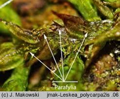 Attēlu rezultāti vaicājumam “Leskea polycarpa”