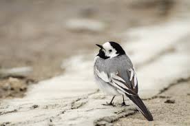 Attēlu rezultāti vaicājumam “Motacilla alba”