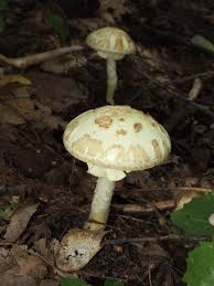Attēlu rezultāti vaicājumam “Amanita citrina”
