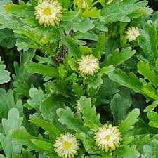 Attēlu rezultāti vaicājumam “Leucanthemum vulgare leaf”