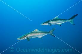 Image result for Rachycentron canadum