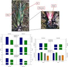 Attēlu rezultāti vaicājumam “Iris pseudacorus leaf”