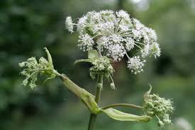 Image result for Angelica silvestris