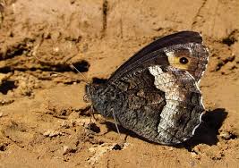 Attēlu rezultāti vaicājumam “Hipparchia alcyone underside”