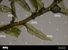 Attēlu rezultāti vaicājumam “Pohlia wahlenbergii macro”