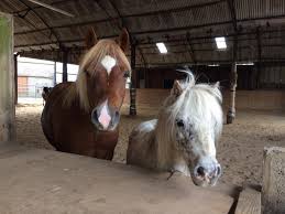 Image result for Beechwood Riding School