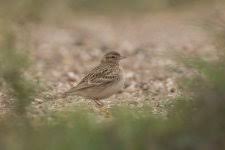 Image result for Snettisham Cc