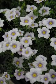 Image result for Nierembergia