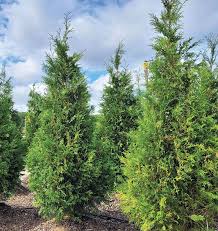 Attēlu rezultāti vaicājumam “Thuja occidentalis”