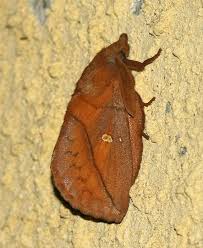 Attēlu rezultāti vaicājumam “Euthrix potatoria imago”