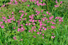 Attēlu rezultāti vaicājumam “Silene viscaria leaf”