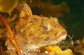 Image result for Myoxocephalus scorpius