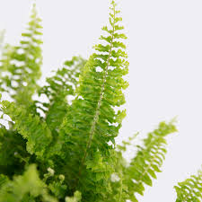 Image result for НЕФРОЛЕПИС (Nephrolepis