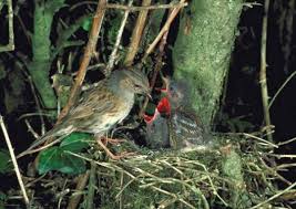 Attēlu rezultāti vaicājumam “Prunella modularis”