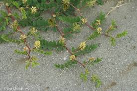 Attēlu rezultāti vaicājumam “Astragalus glycyphyllos fruit”