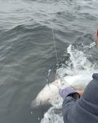 Image result for Braintree Sea Angling Club