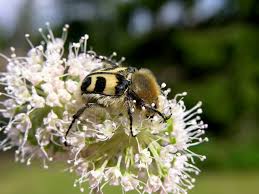 Attēlu rezultāti vaicājumam “Trichius fasciatus”