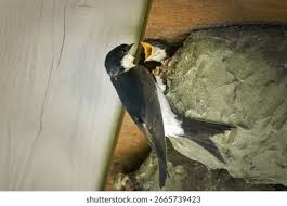 Attēlu rezultāti vaicājumam “Delichon urbicum nest”