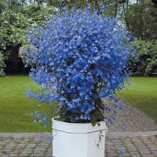 Image result for Lobelien