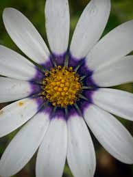 Image result for Dimorphotheca pluvialis