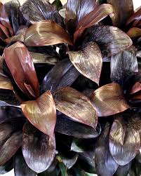 Attēlu rezultāti vaicājumam “Conardia compacta macro”