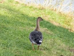 Attēlu rezultāti vaicājumam “Anser serrirostris”