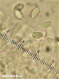Attēlu rezultāti vaicājumam “Clavaria zollingeri”