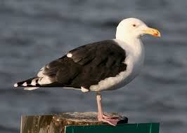 Attēlu rezultāti vaicājumam “Larus marinus”