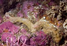 Attēlu rezultāti vaicājumam “Gulielmina vermicularis sessile”