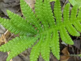 Attēlu rezultāti vaicājumam “Phegopteris connectilis”