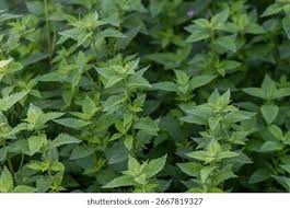 Attēlu rezultāti vaicājumam “Lycopus europaeus”