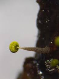 Attēlu rezultāti vaicājumam “Physarum viride var. aurantium”