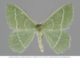 Attēlu rezultāti vaicājumam “Chlorissa viridata”