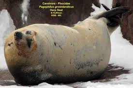 Image result for Pagophilus groenlandicus