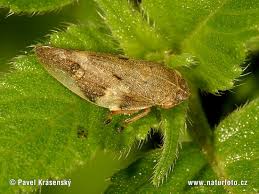 Attēlu rezultāti vaicājumam “Aphrophora alni”