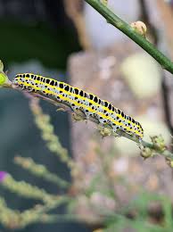 Attēlu rezultāti vaicājumam “Calophasia lunula larva”
