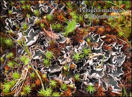 Attēlu rezultāti vaicājumam “Peltigera malacea”