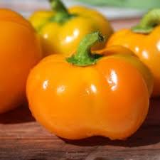 Afbeeldingsresultaat voor topepo giallo sweet pepper