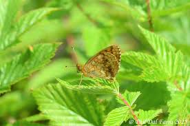 Attēlu rezultāti vaicājumam “Brenthis ino upperside”