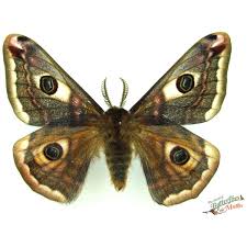 Attēlu rezultāti vaicājumam “Saturnia pavonia”