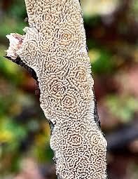 Attēlu rezultāti vaicājumam “Irpex lacteus”