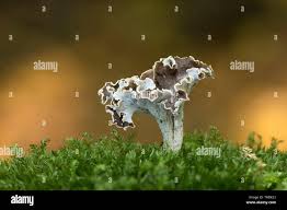 Attēlu rezultāti vaicājumam “Pseudocraterellus”